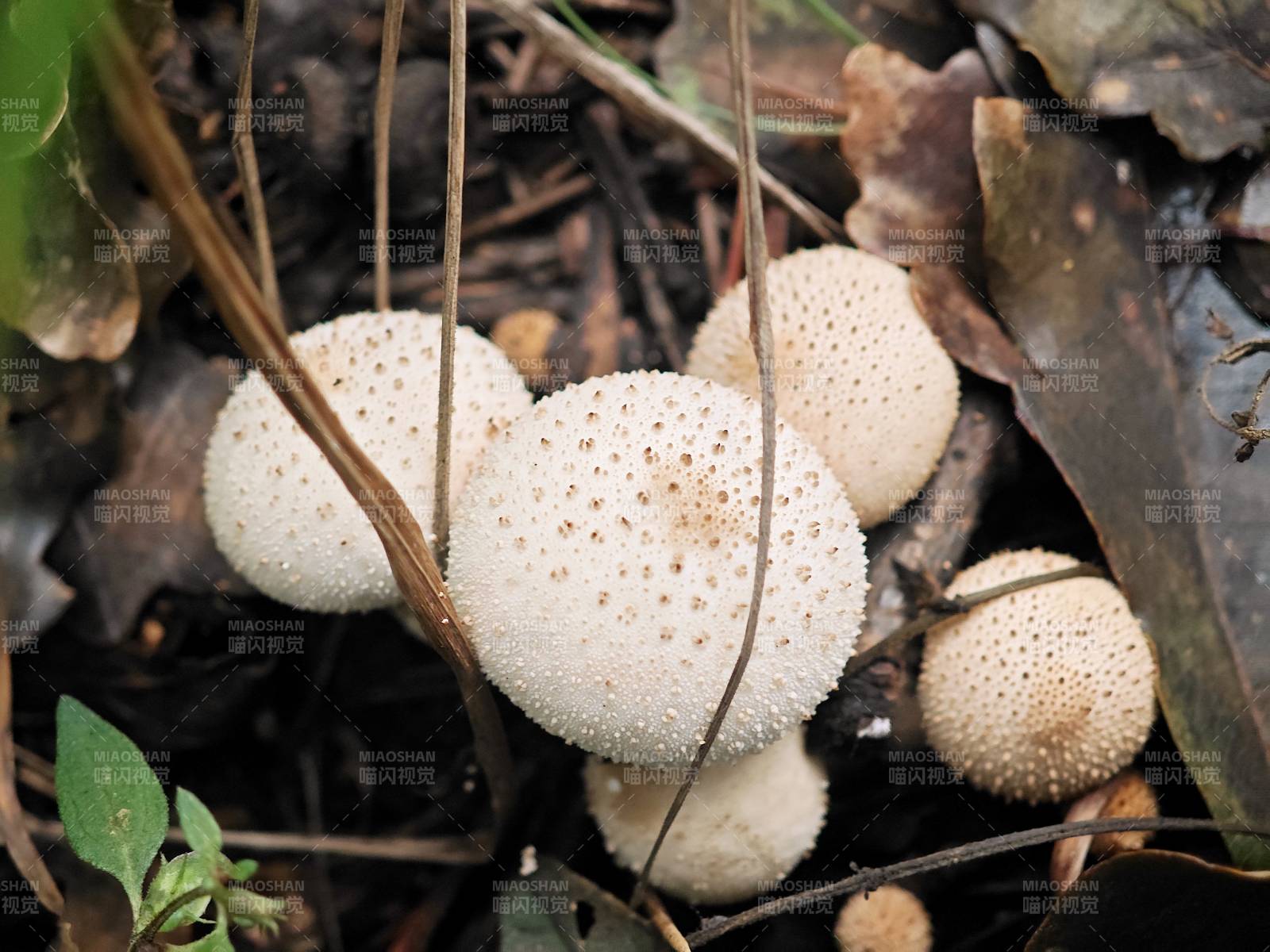 山間林地野生蘑菇群