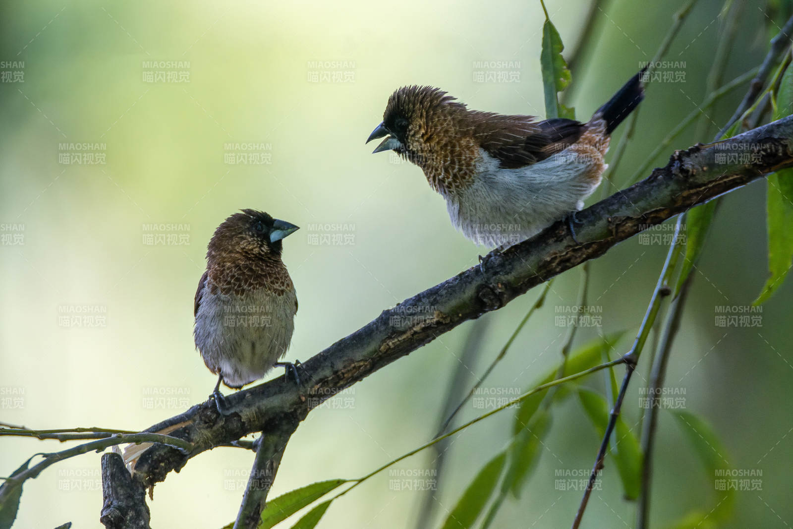 白腰文鳥相依偎