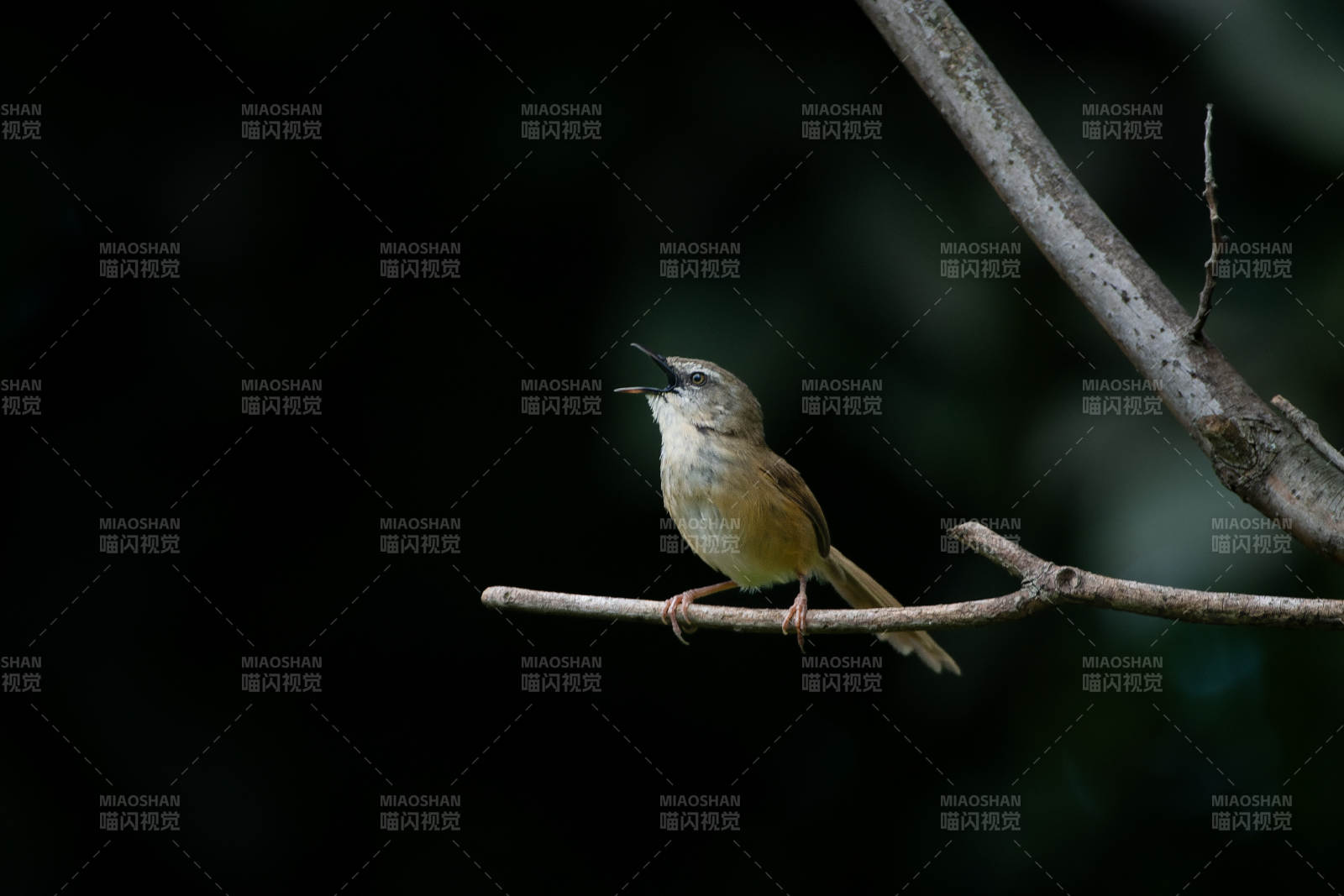 枝頭小鳥鳴唱