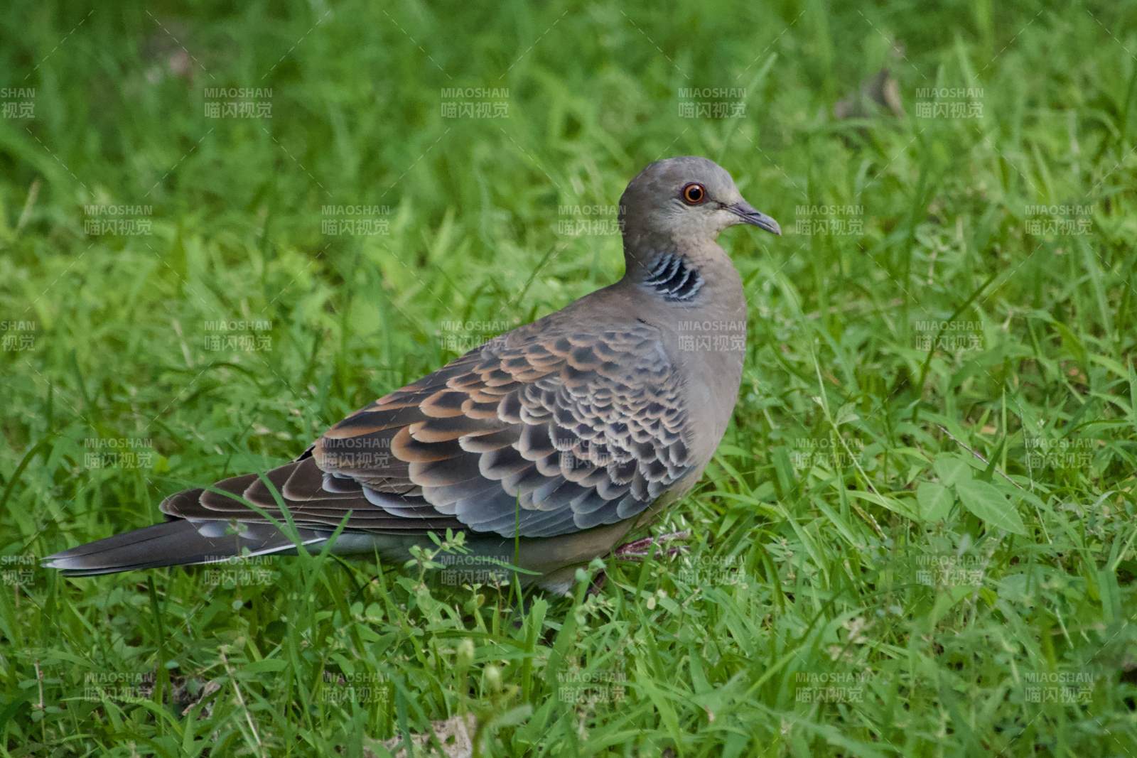 草地上的斑鳩鳥