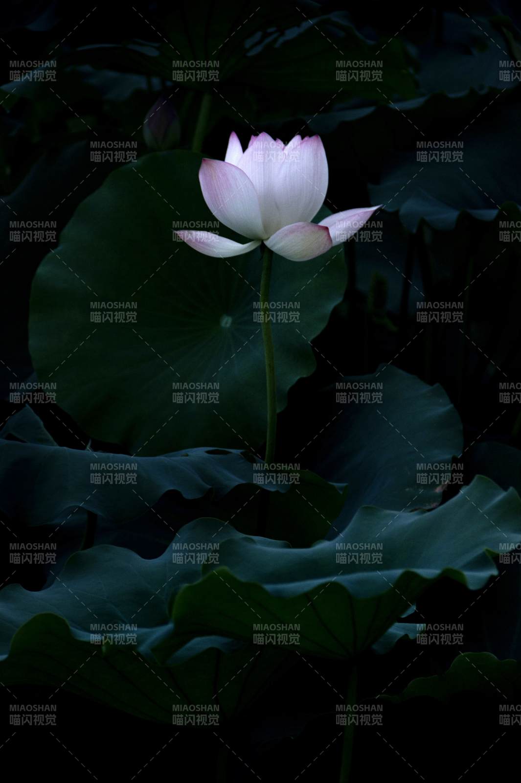 靜謐荷塘 蓮花綻放