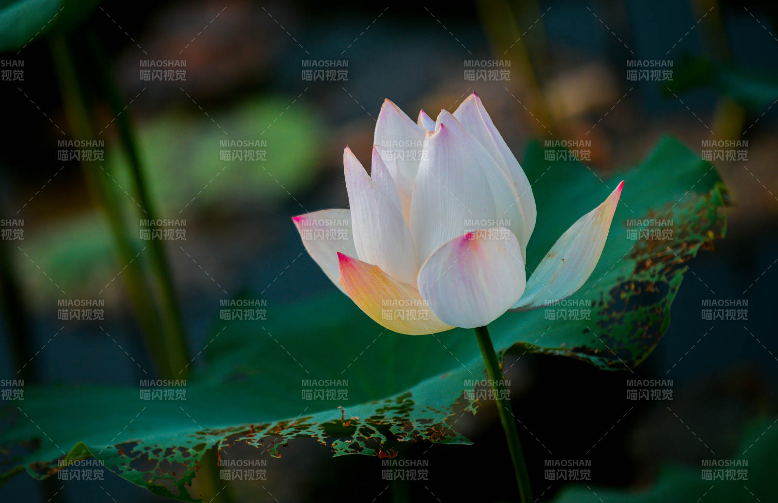 靜謐池塘中的蓮花綻放