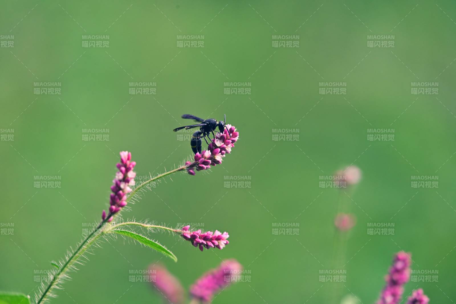 蜜蜂采蜜花間舞