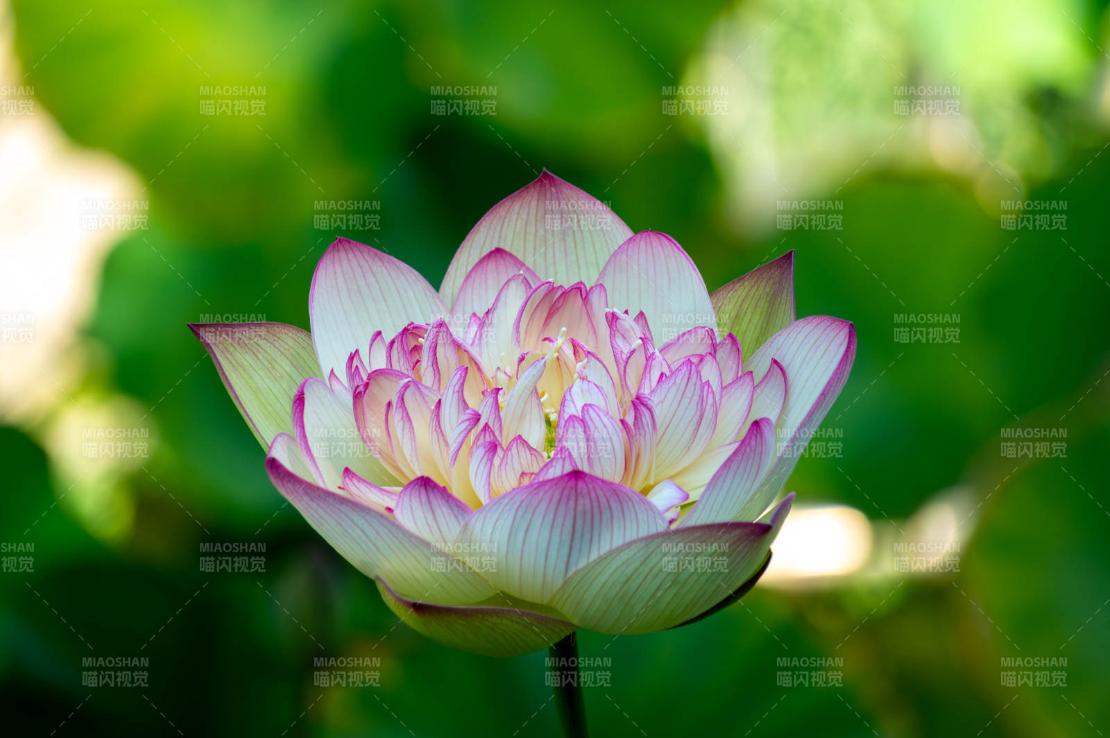 粉色蓮花綻放于綠葉間