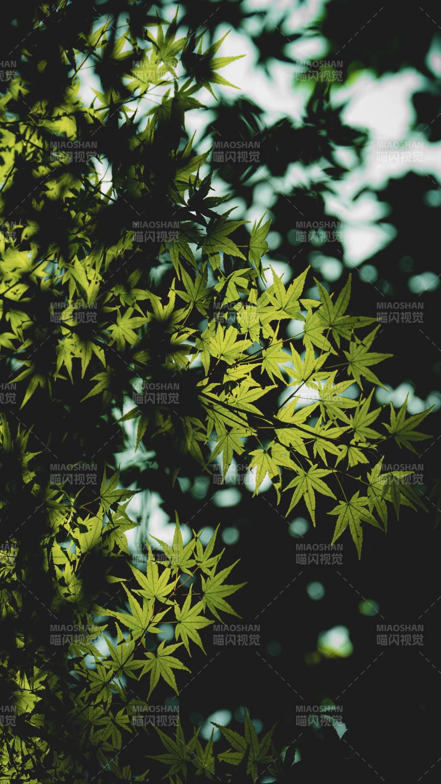 綠葉映光 自然之美