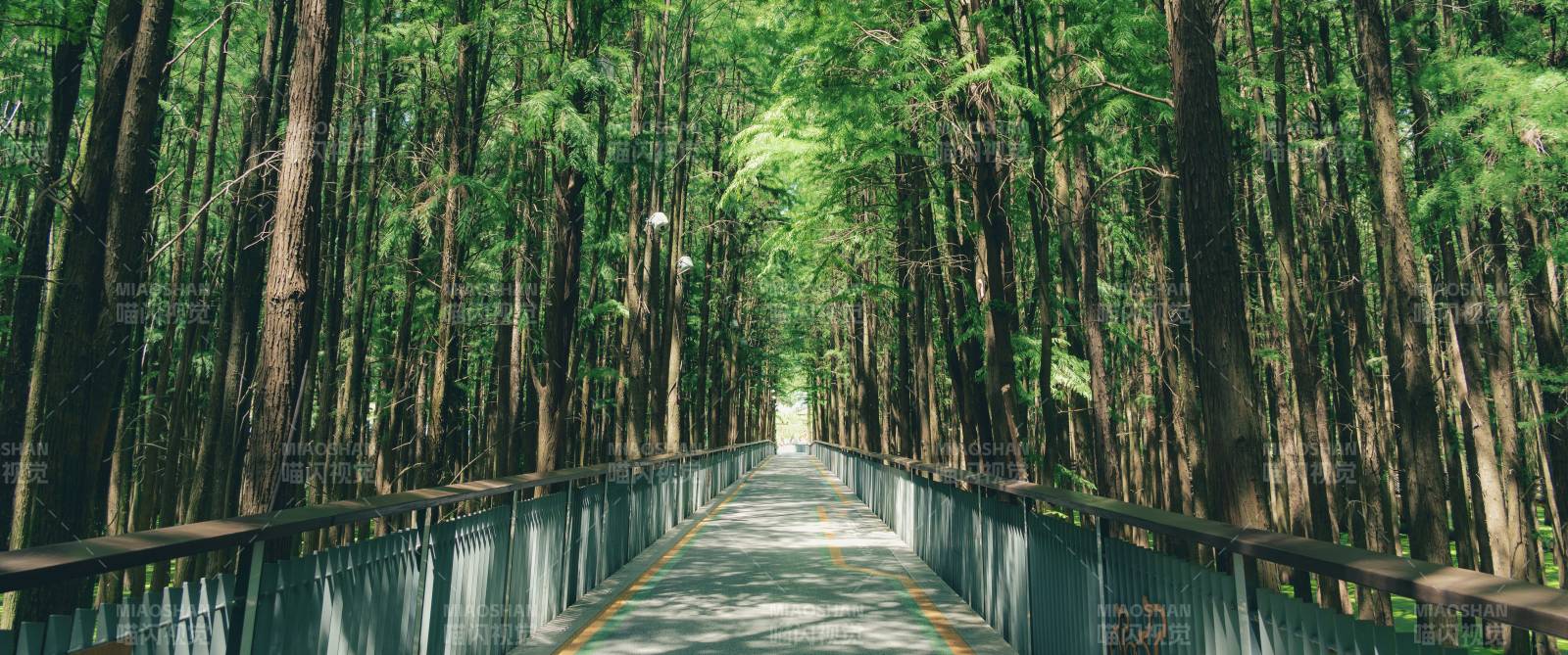林間小徑 綠意盎然——青山湖水上森林