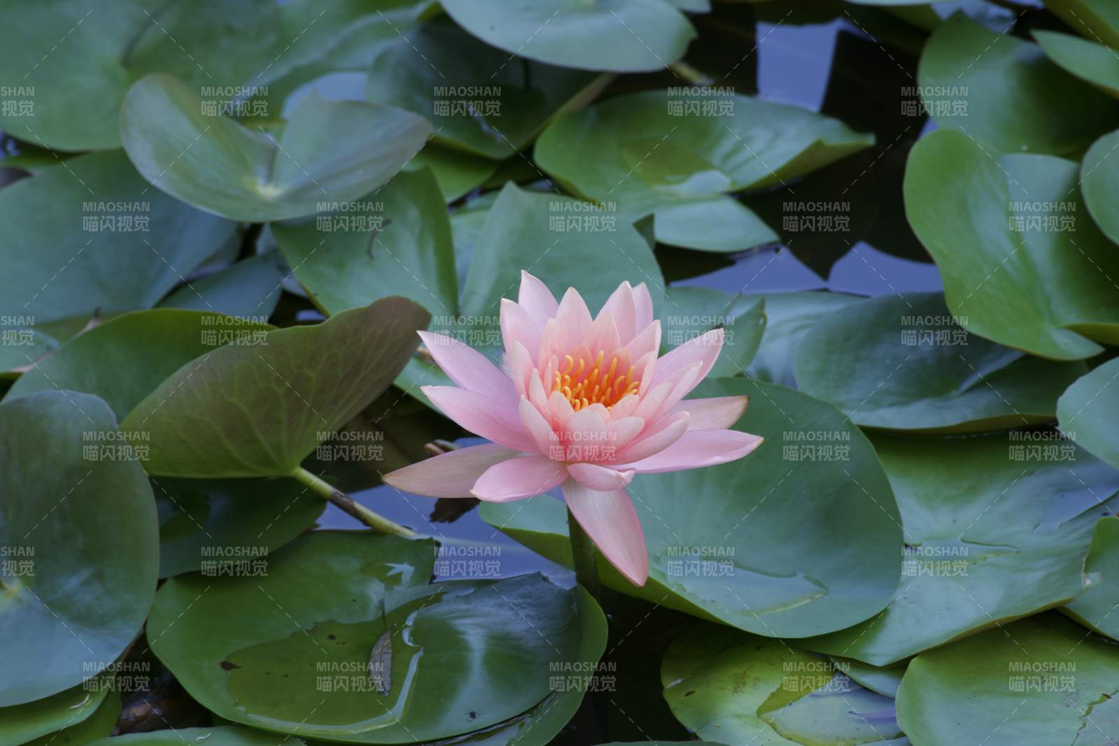 池塘中的粉色睡蓮