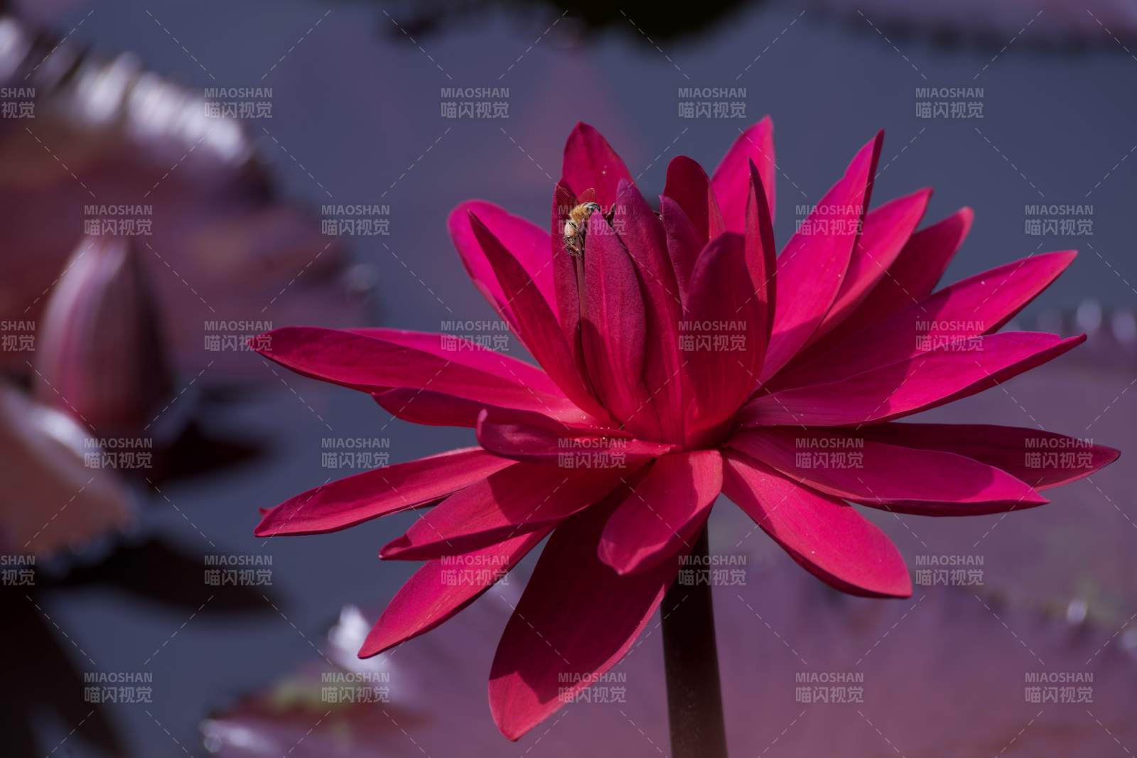 粉紅蓮花靜謐綻放