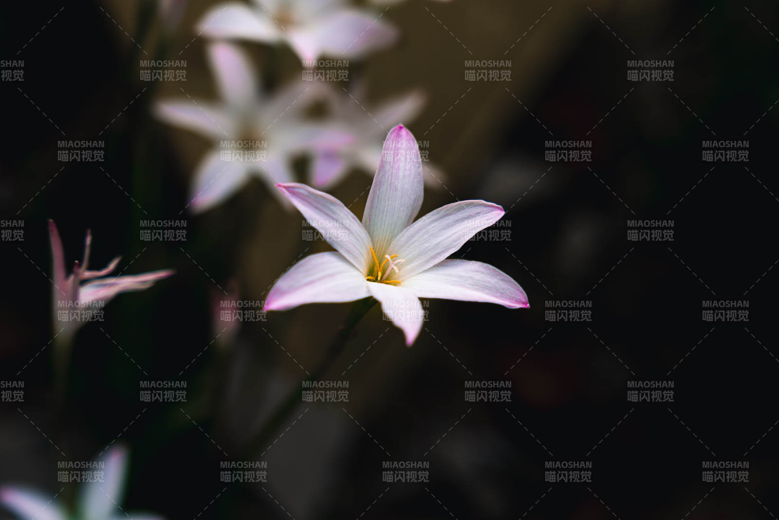 夜色中的淡雅花朵