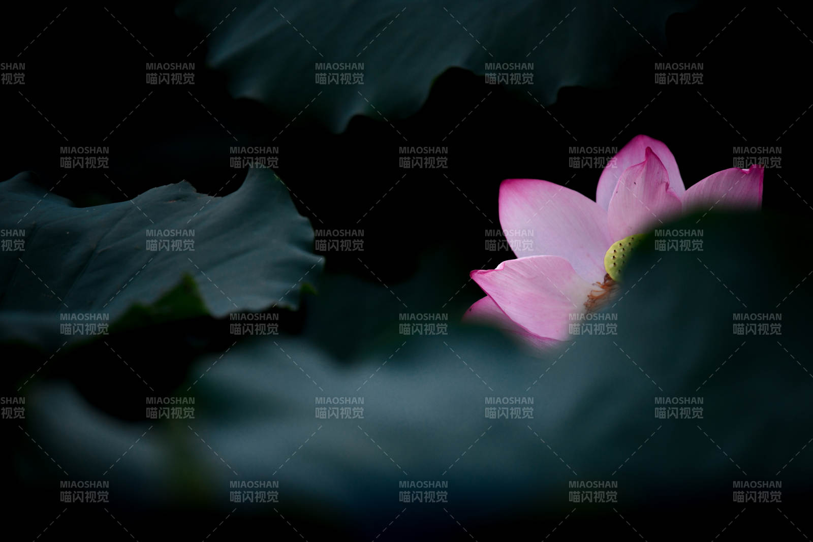 暗夜中的蓮花綻放