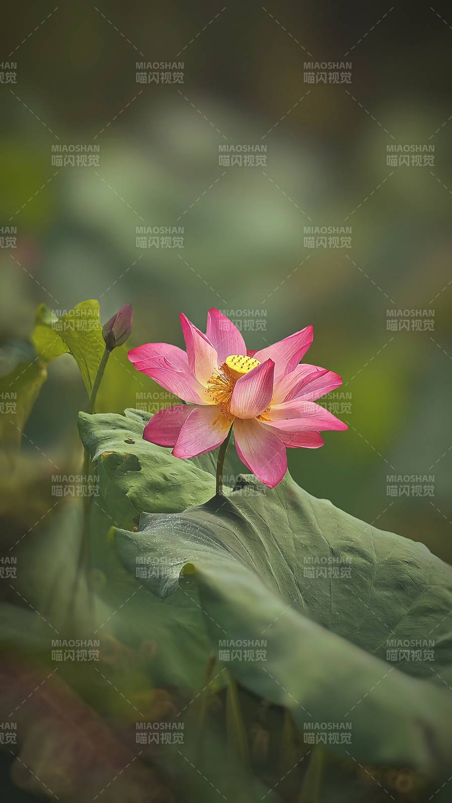 蓮花綻放 靜謐之美