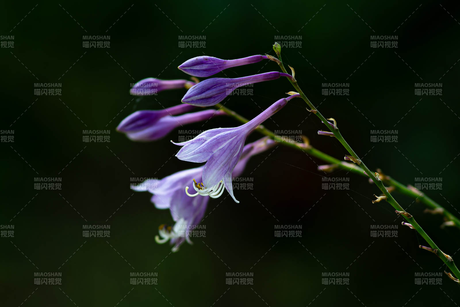紫色東北玉簪花