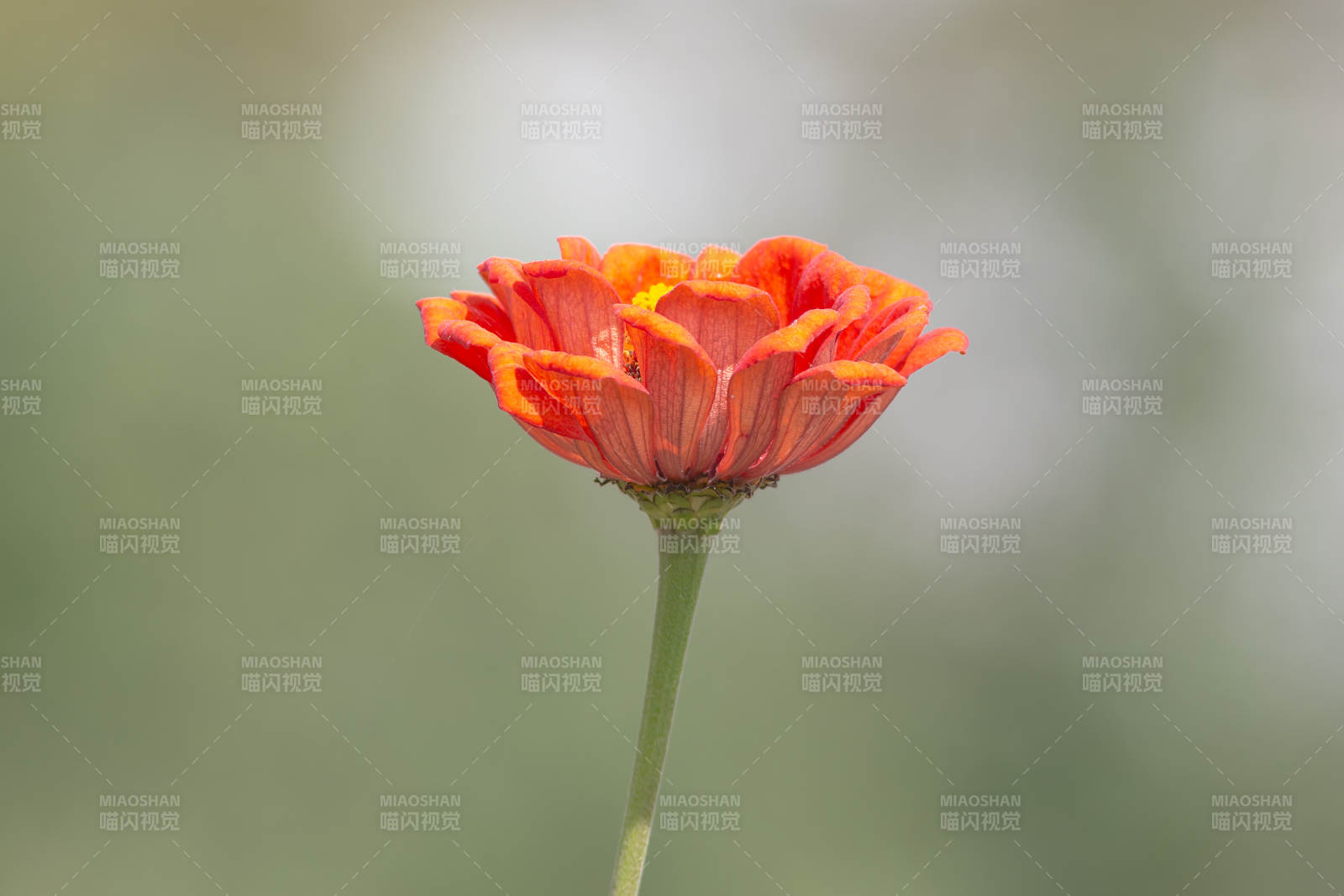 橙紅花瓣的美麗花朵
