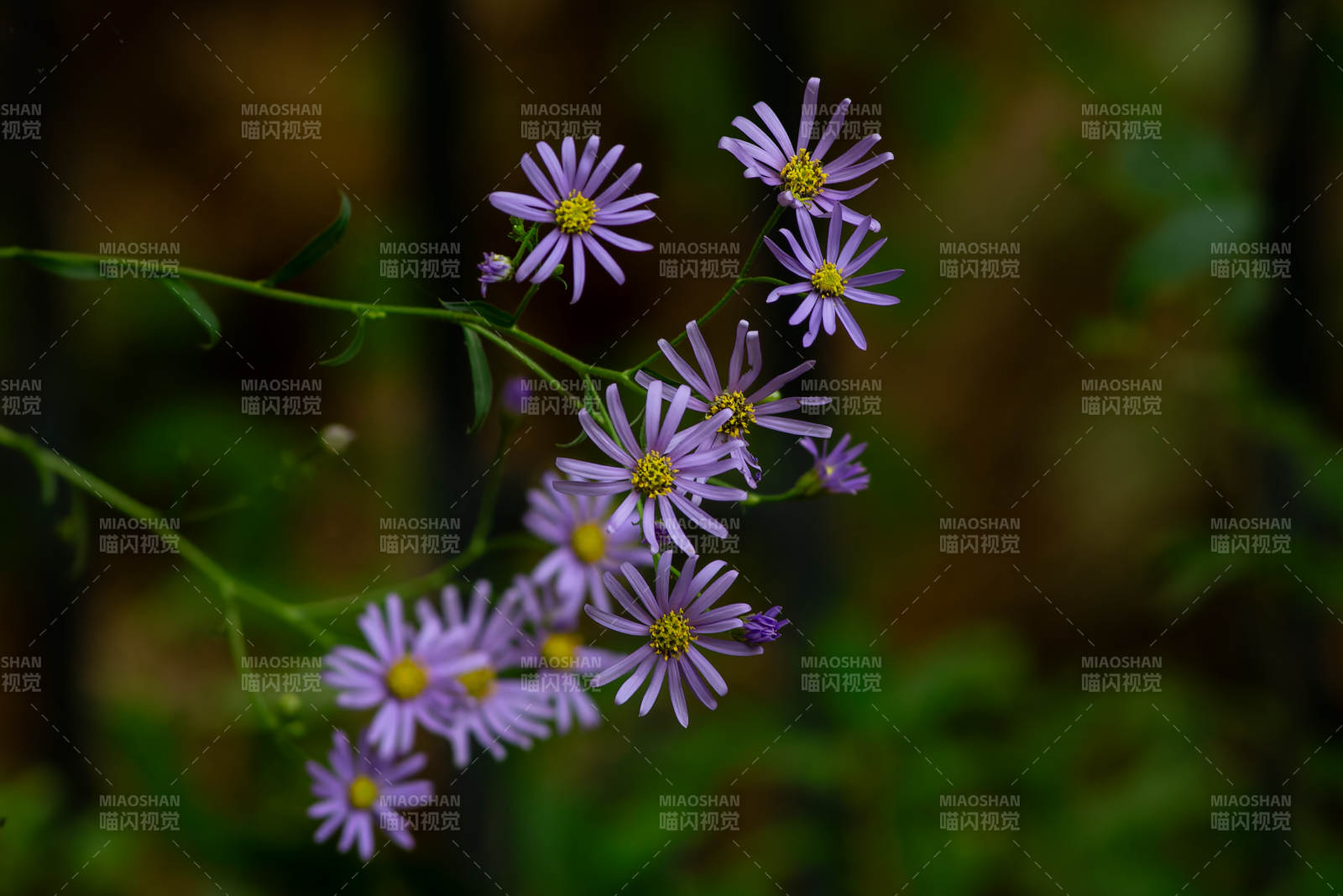 紫色小花在林間綻放