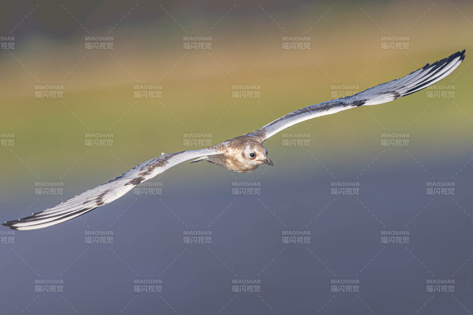 飛翔的鳥兒