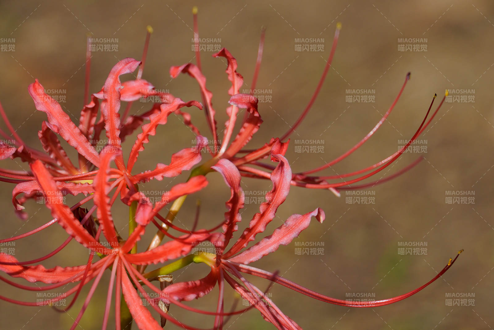 紅色彼岸花的美麗綻放