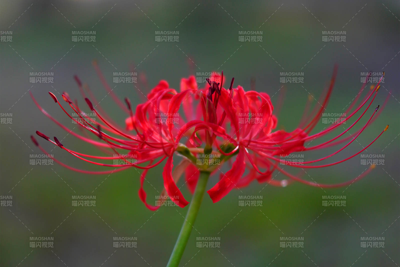 紅色彼岸花的美麗瞬間
