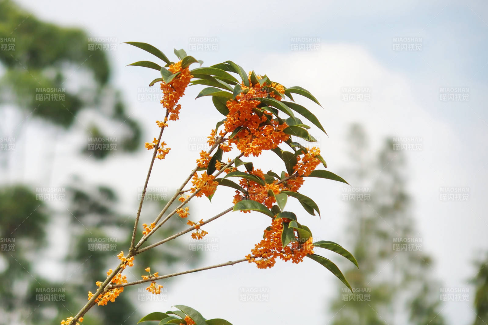 橙色桂花枝頭綻放