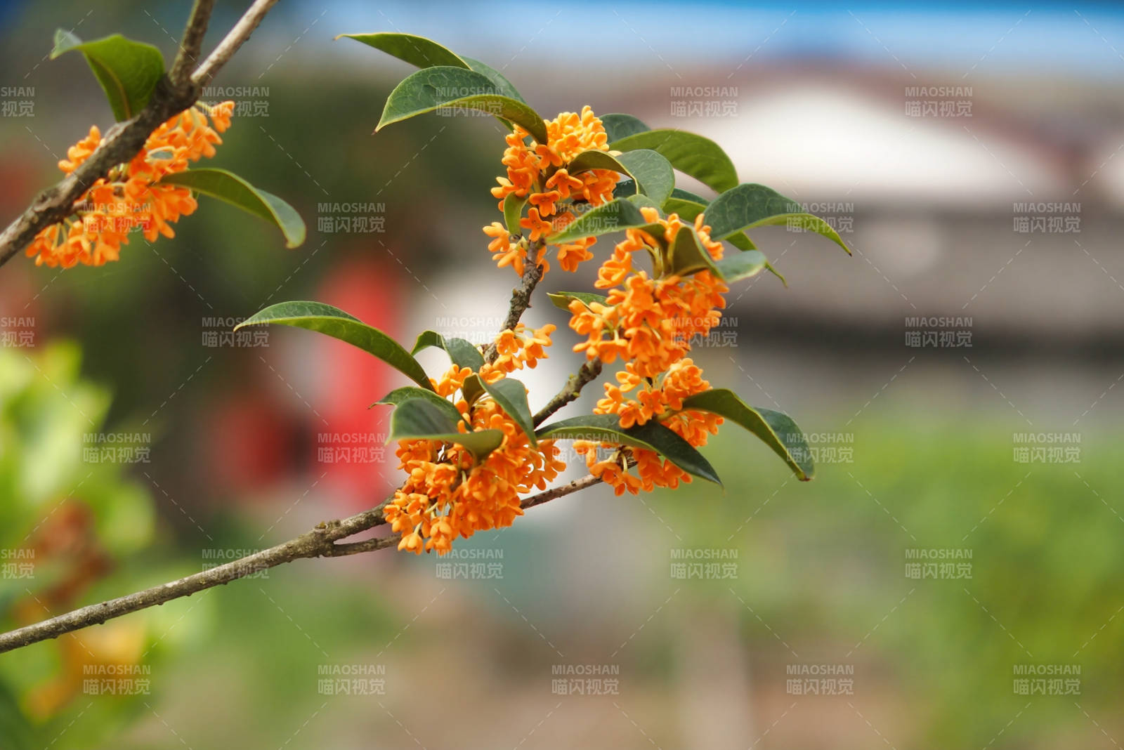 桂花綻放 秋意濃情