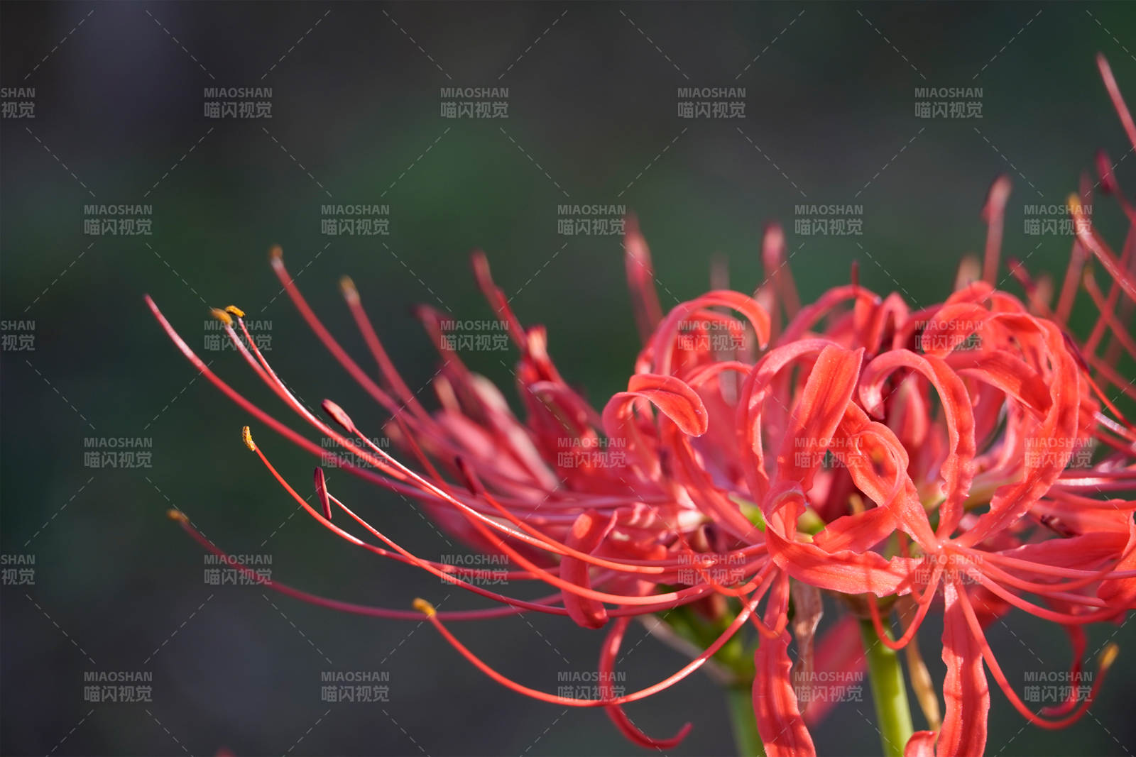 紅色彼岸花的美麗瞬間