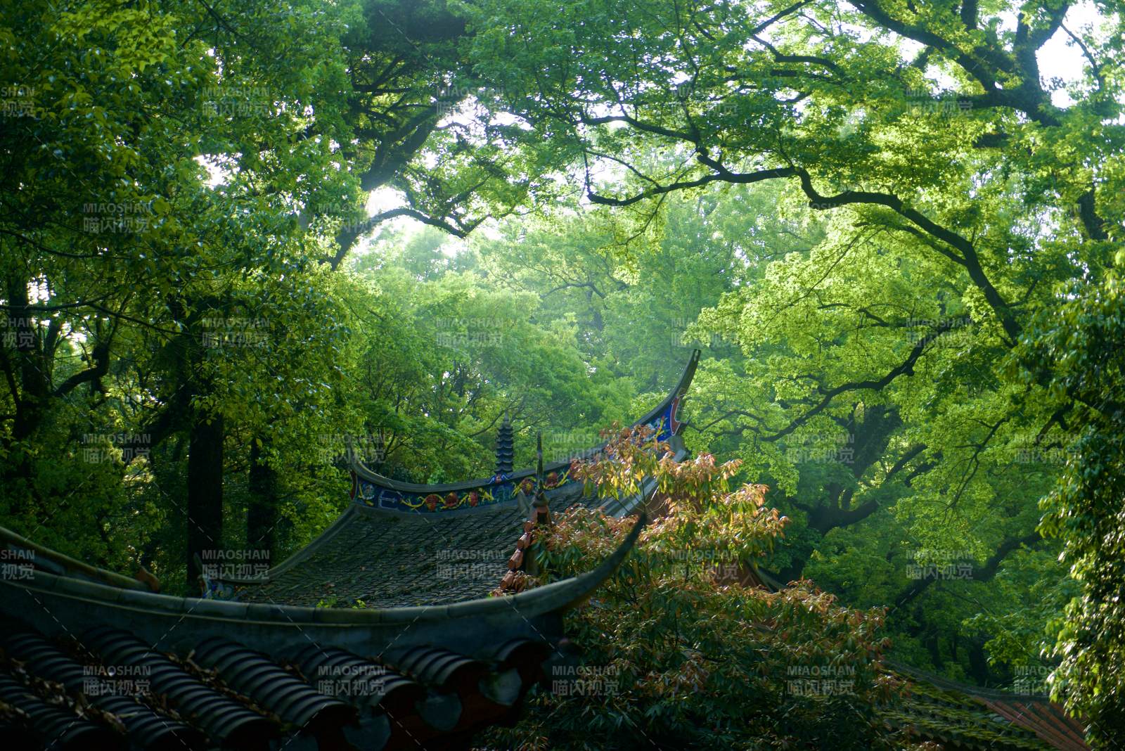 涌泉寺 古寺幽林 靜謐之美