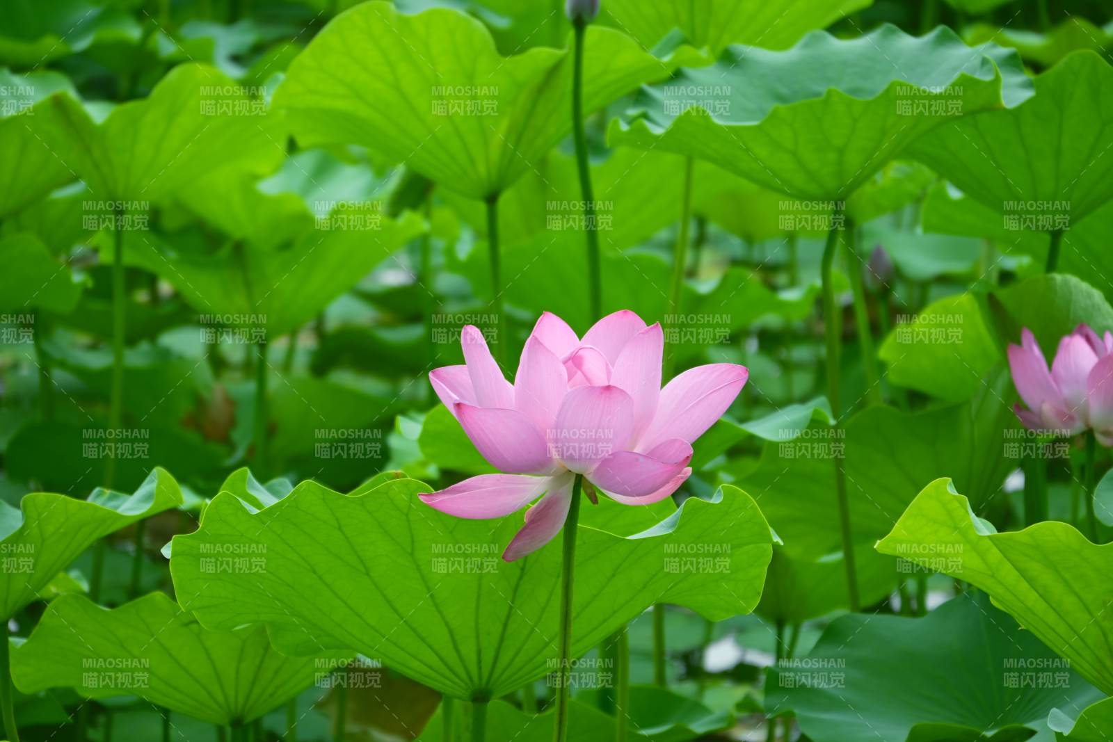 荷塘中的粉色蓮花