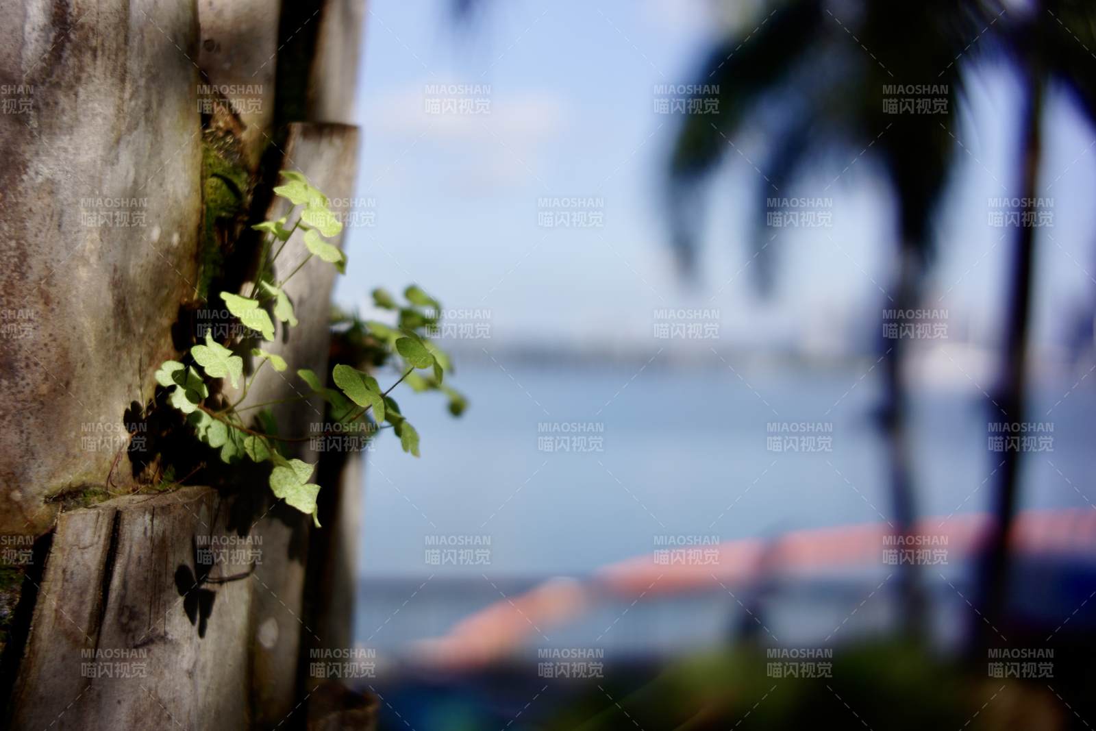 海邊綠植與模糊背景