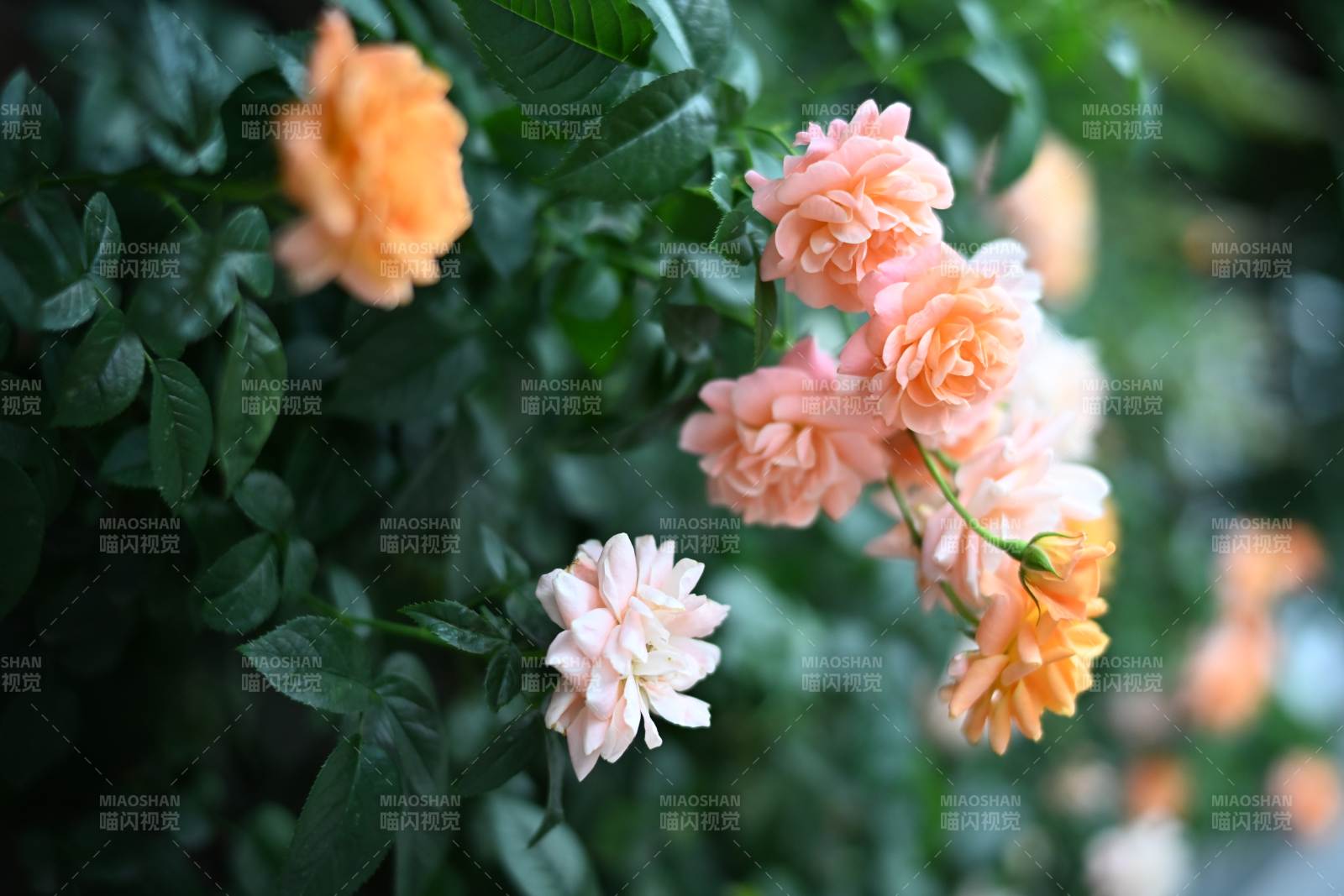 橙色月季花叢中的美麗