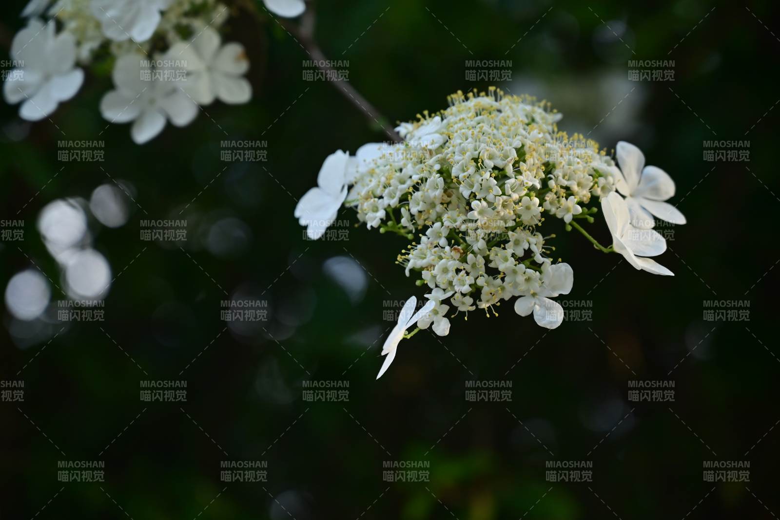 瓊花叢中的蝴蝶