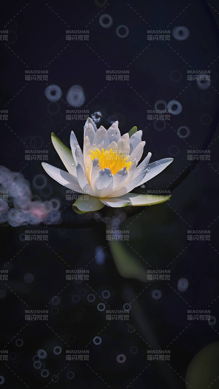 靜謐水面上的蓮花