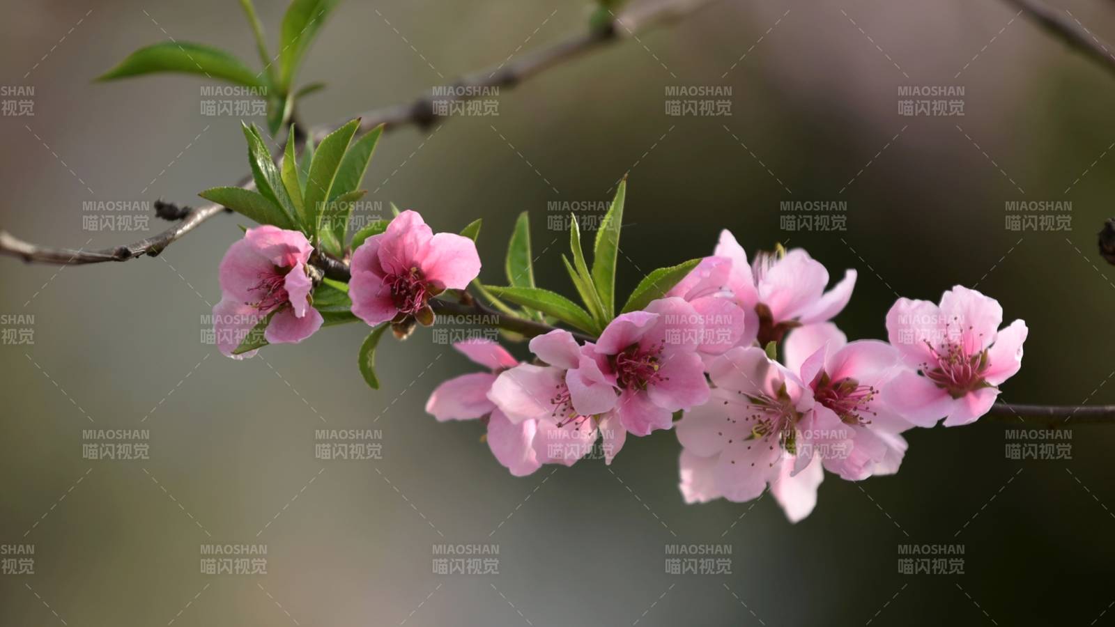 桃花盛開 春意盎然