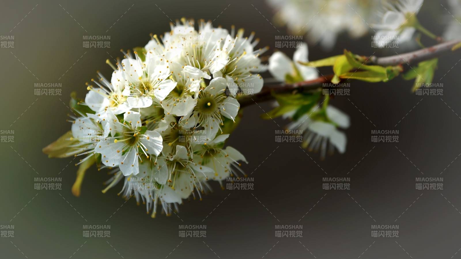 春日枝頭白花綻放