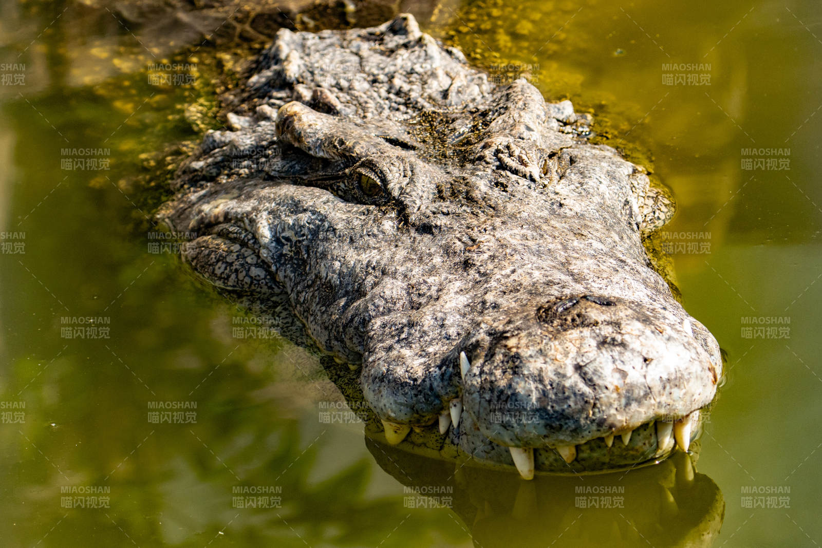 水中鱷魚特寫鏡頭