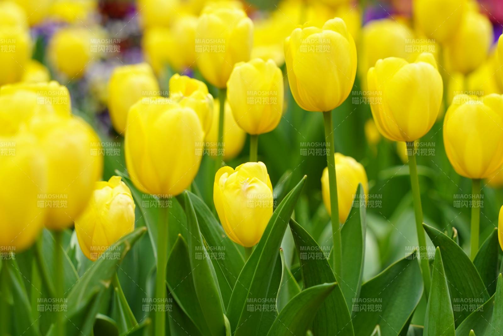 黃色郁金香花海綻放