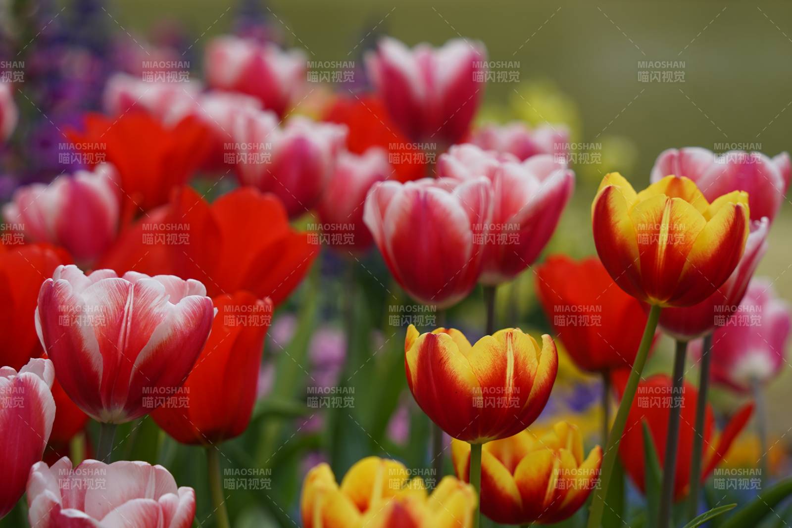 色彩斑斕的郁金香花田