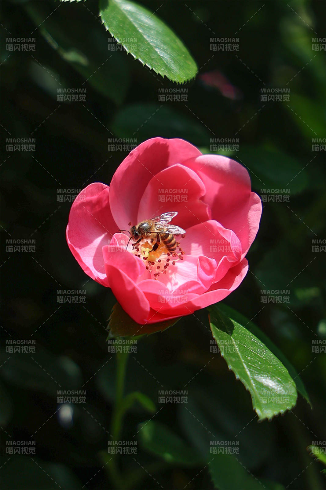 蜜蜂采蜜粉紅花中