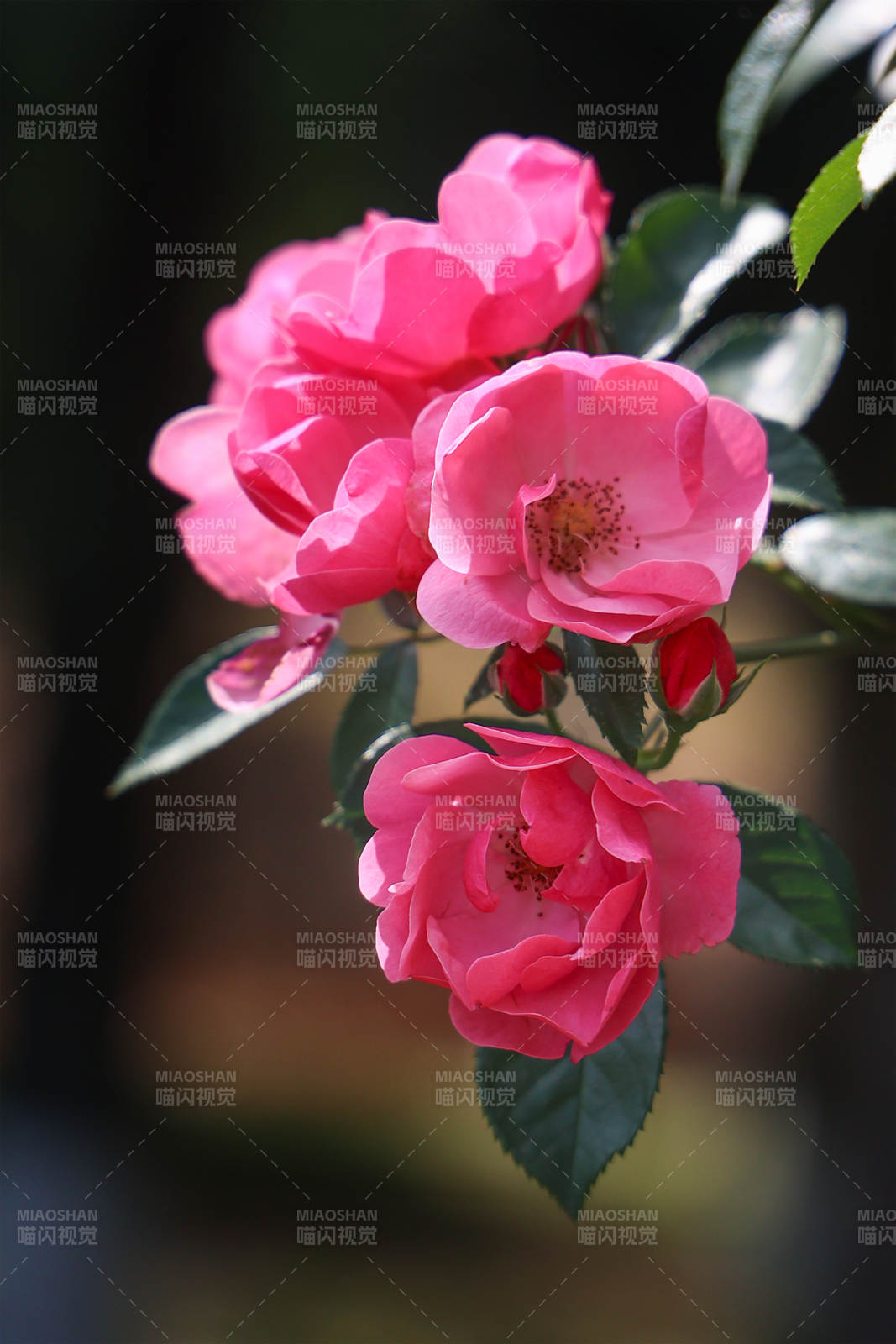 粉色薔薇花綻放枝頭