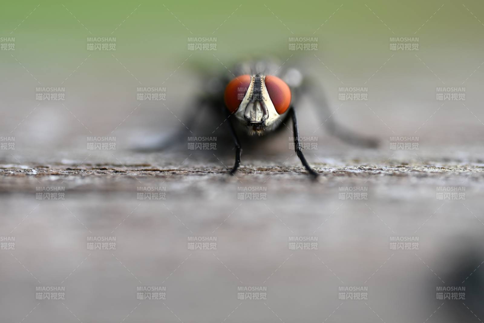 特寫 蒼蠅的紅色復眼