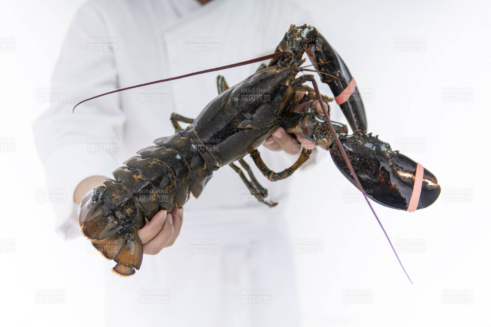 廚師手捧波士頓龍蝦特寫
