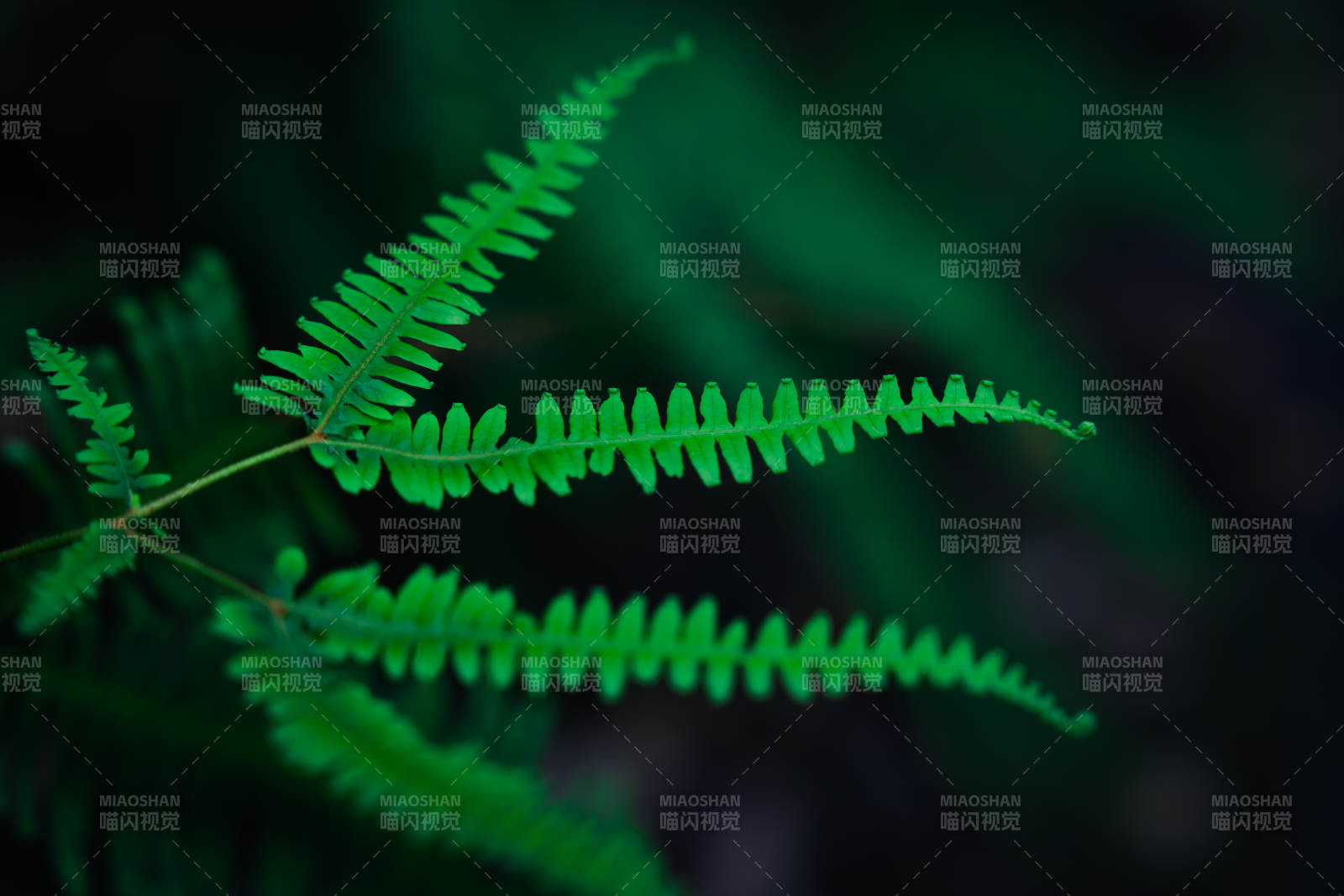 翠綠蕨葉 自然之美