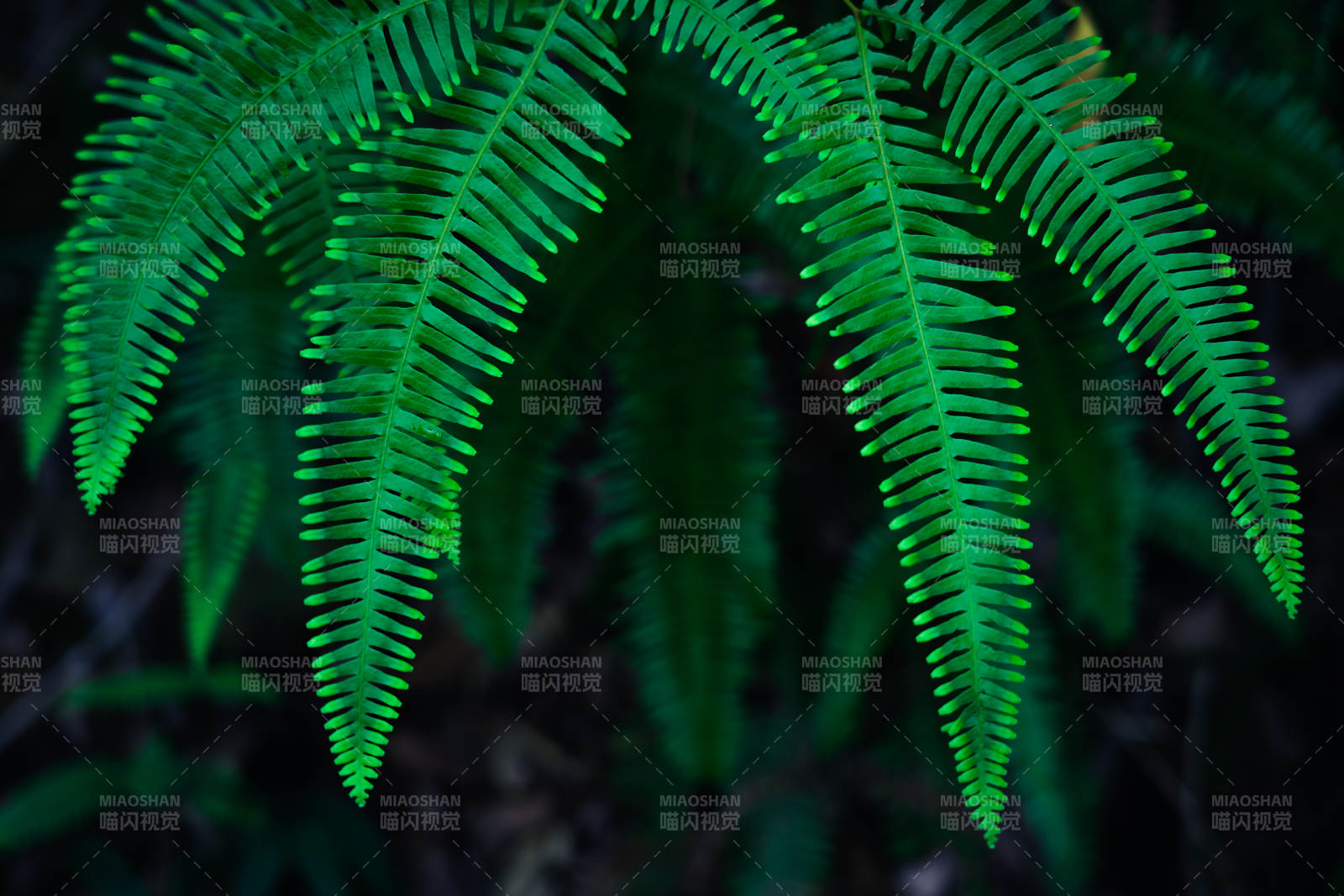翠綠蕨葉 自然之美
