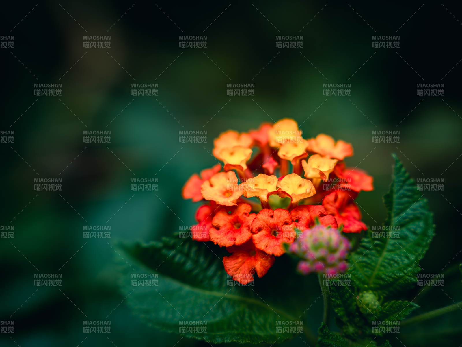 馬纓丹小花 綠葉相伴