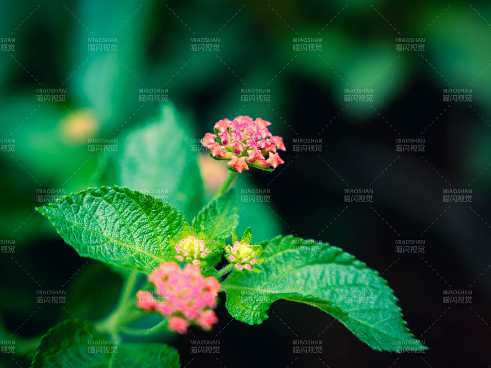 馬纓丹小花與綠葉相伴