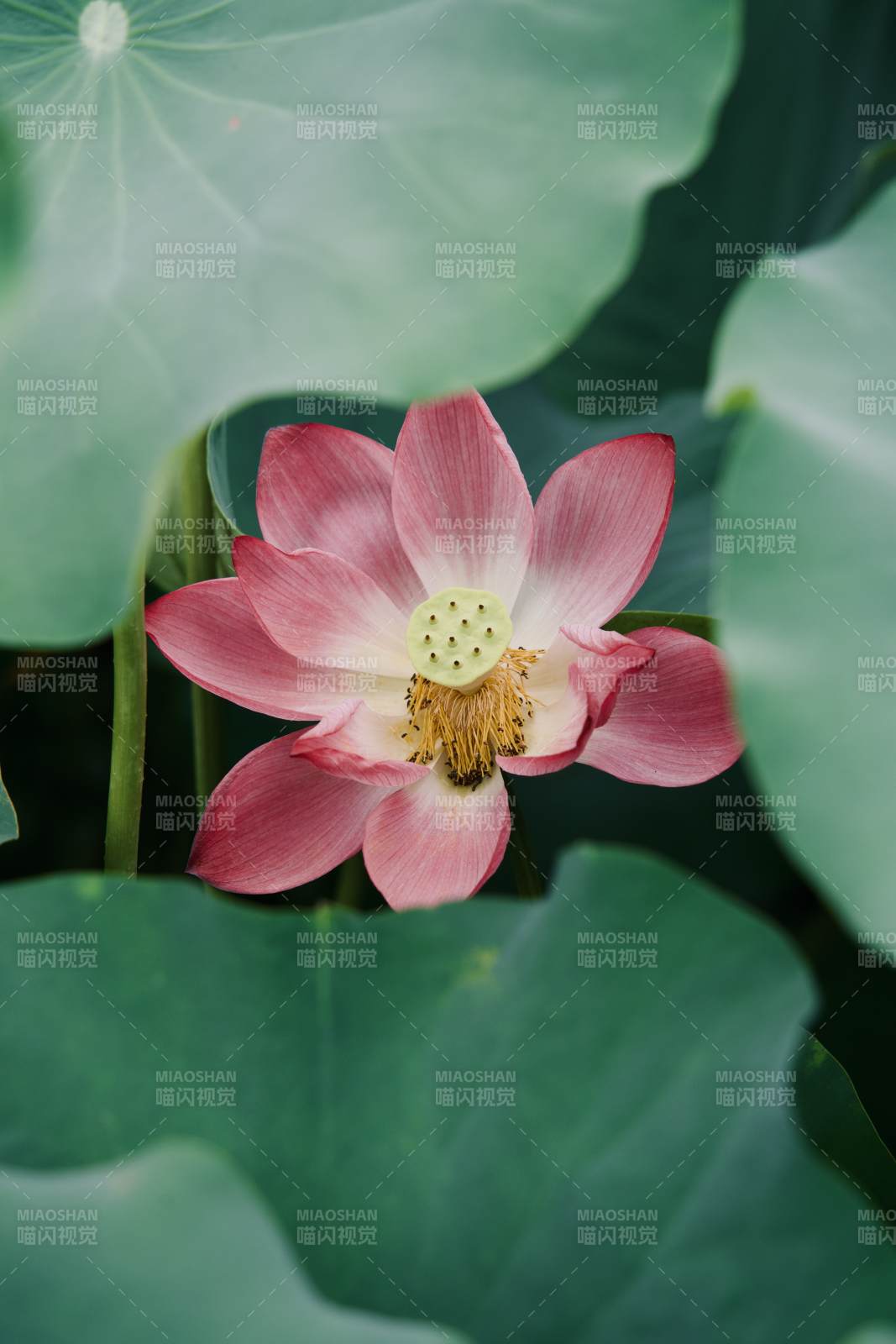 蓮花綻放 綠葉相伴