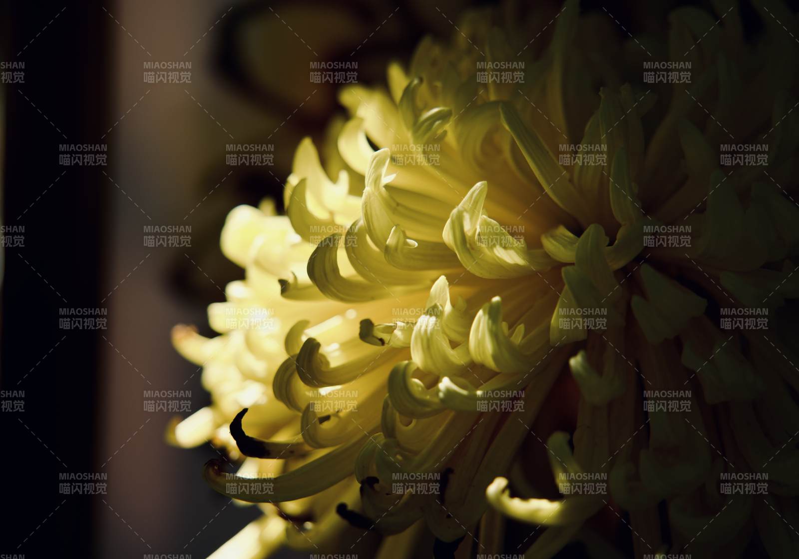 光影下的黃色菊花特寫