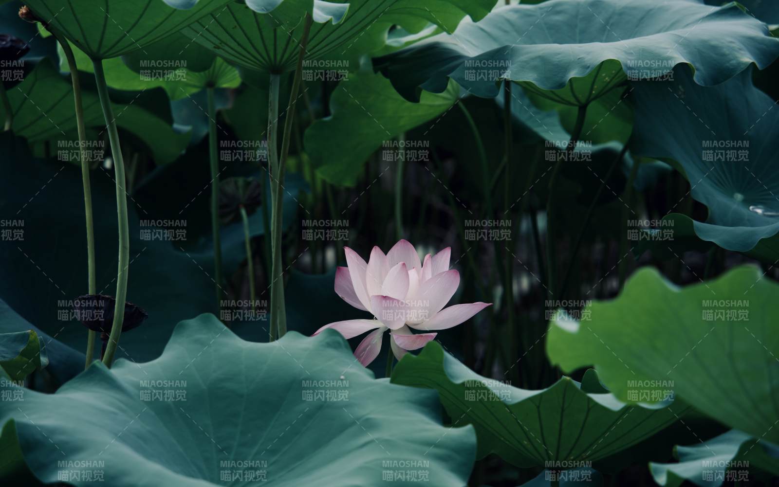 靜謐荷塘 一朵蓮花綻放