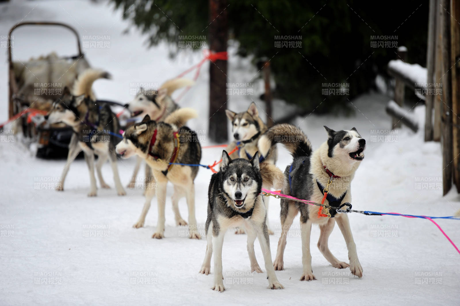 雪地上的哈士奇犬隊(duì)