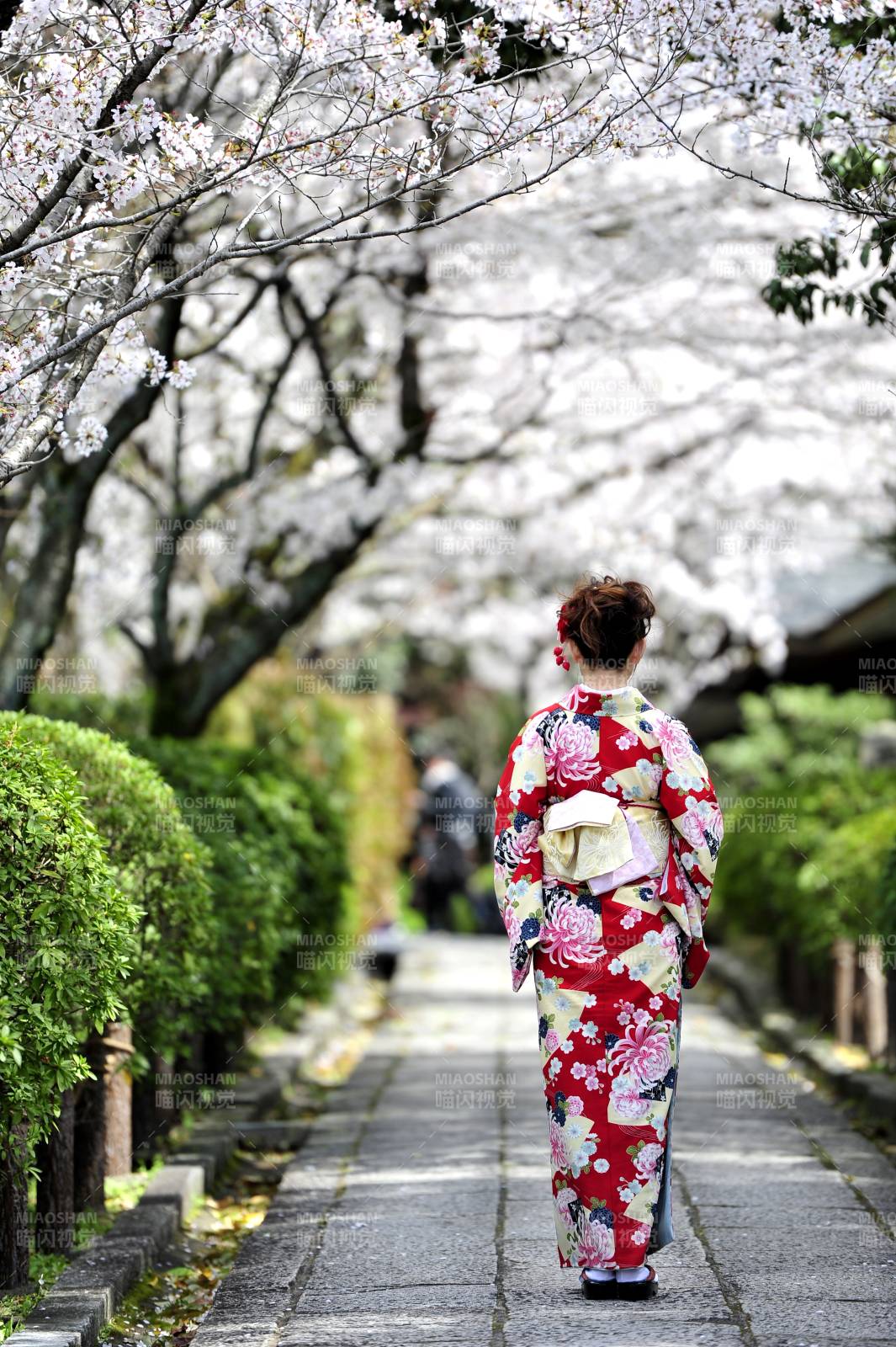櫻花樹下 和服女子漫步