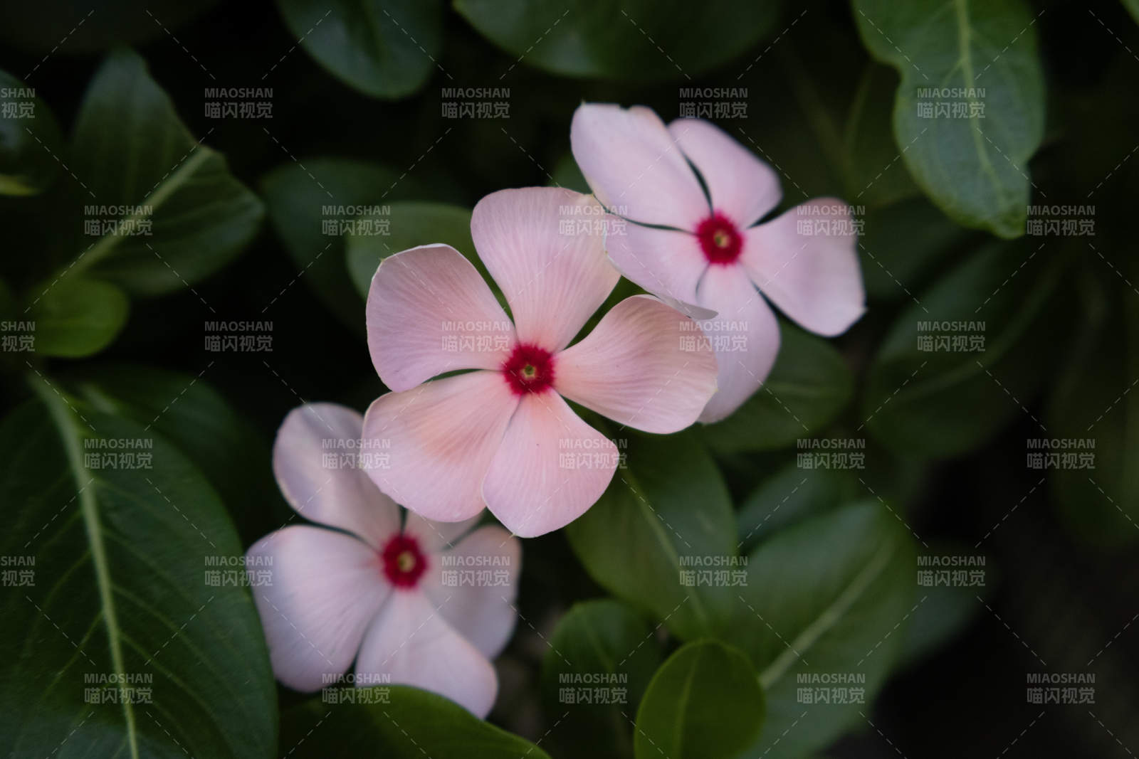 粉色花朵在綠葉中綻放