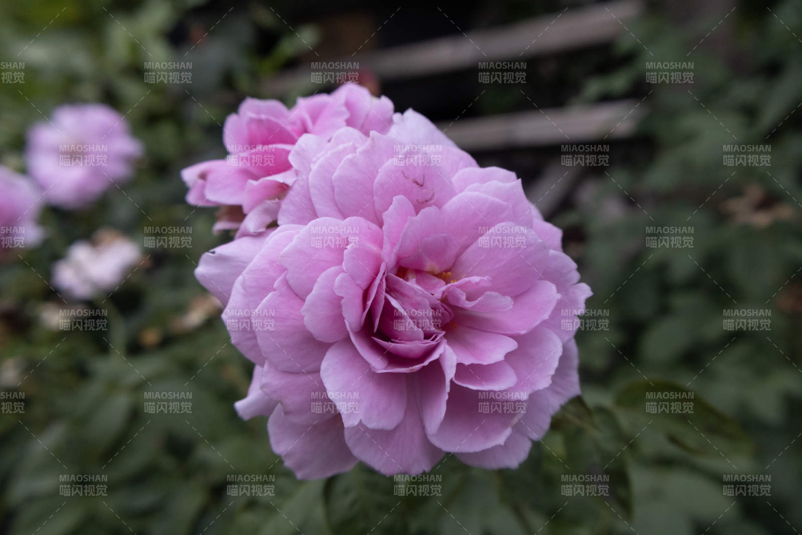 粉色玫瑰花綻放美麗瞬間